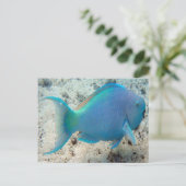 HANAUMA BAY HAWAII - Parrot Fish Briefkaart (Staand voorkant)