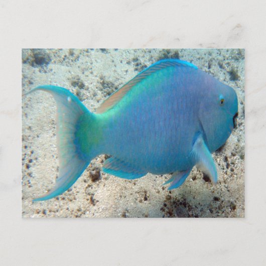 HANAUMA BAY HAWAII - Parrot Fish Briefkaart (Voorkant)