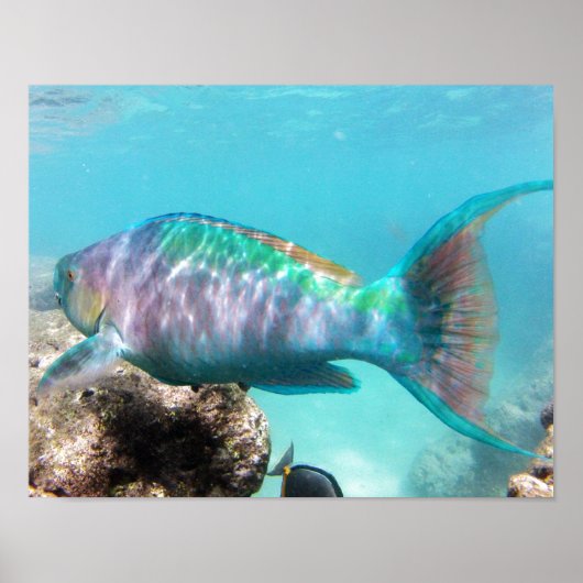 Hanauma Bay Hawaii Parrot Fish Poster (Voorkant)
