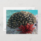 HANAUMA BAY HAWAII - Potlood Slate Zee Urchin Briefkaart (Voorkant / Achterkant)