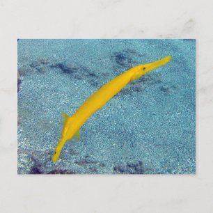 HANAUMA BAY HAWAII - Trumpet Fish (Nunu) Briefkaart