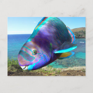 Hanauma Bay Oahu Hawaii Parrot Fish Briefkaart