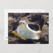 Hanauma Bay - Saddleback Butterfly Fish Briefkaart (Voorkant / Achterkant)