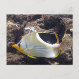 Hanauma Bay - Saddleback Butterfly Fish Briefkaart