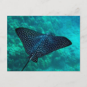 Hanauma Bay Spotted Eagle Ray Briefkaart