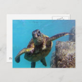 Hanauma Bay Turtle Briefkaart (Voorkant / Achterkant)