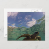 Hanauma Bay Turtle Briefkaart (Voorkant / Achterkant)