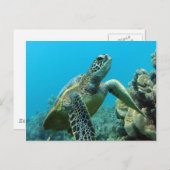 Hanauma Bay Turtle Briefkaart (Voorkant / Achterkant)