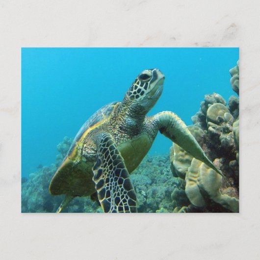Hanauma Bay Turtle Briefkaart (Voorkant)