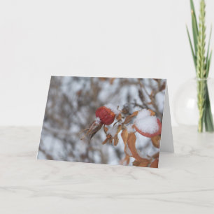 Hanche rose dans la carte d'hiver