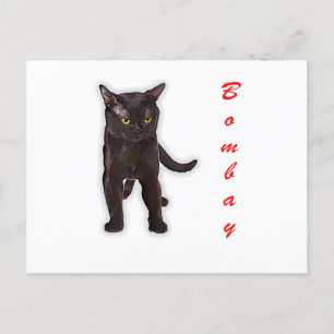 Hand Getekende Grappige Bombay Kat Japan Cadeau Va Briefkaart