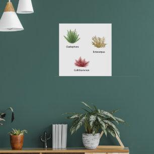 Hand getrokken cladophora, ectocarpus zeewier poster