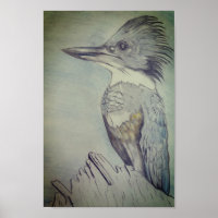 Hand Sketched Belted Kingfisher