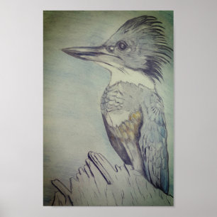 Hand Sketched Belted Kingfisher Poster