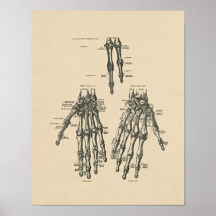 handanatomie 1880 Afdrukken Poster