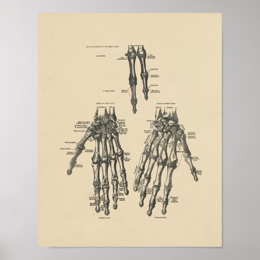 handanatomie 1880 Afdrukken Poster (Voorkant)