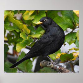 Handbeige Blackbird Poster