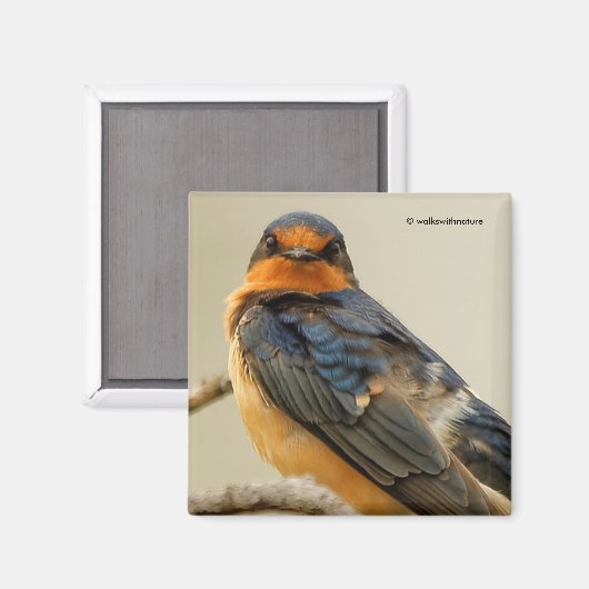 Handelsstadia met een Barn Swallow Magneet (Voorkant / Achterkant)