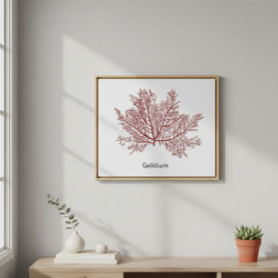 Handgetekend Gelidium Zeewier Poster