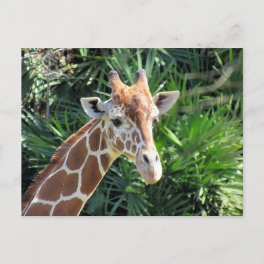 Handig Giraffe Briefkaart (Voorkant)