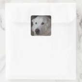 Handige Grote Pyreneeën Dog Vierkante Sticker (Tas)