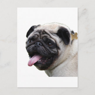 Handsom witte accessoires van de Pug foto's, voeg  Briefkaart