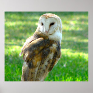 Handsome Barn Owl Poster