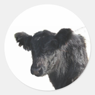 Handsome Belted Galloway Steer Ronde Sticker