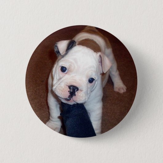 Handsome Bulldog Pinback Button (Voorkant)