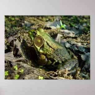 Handsome Bullfrog Poster of Print