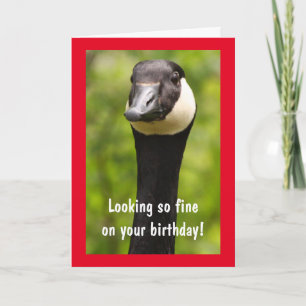 Handsome Canada Goose Funny Birthday Kaart