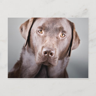 Handsome Chocolate Labrador Briefkaart