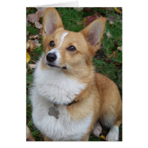 Handsome Corgi