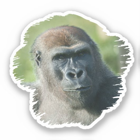 Handsome Gorilla Blackback Sticker (Voorkant)