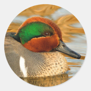 Handsome Green-Winged Blauwgroen Duck op Golden Po Ronde Sticker
