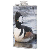 Handsome Hooded Merganser on the Move Heupfles (Links)