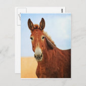 Handsome Jackass Briefkaart (Voorkant / Achterkant)