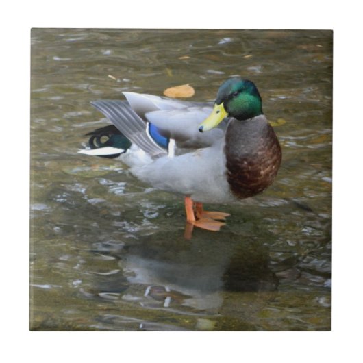 Handsome Mallard Duck (Male) keramische tegel Tegeltje (Voorkant)