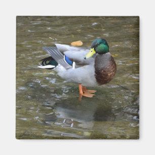 Handsome Mallard (Male) Duck Magnet Magneet