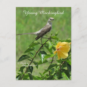 Handsome Mockingbird Briefkaart