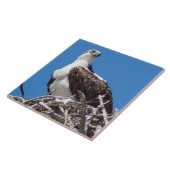 Handsome Osprey Hawk Bird Tile Tegeltje (Zijkant)