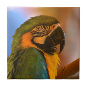 Handsome Parrot Tegel Tegeltje