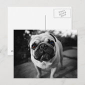 Handsome Pug Briefkaart (Voorkant / Achterkant)