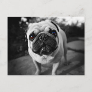 Handsome Pug Briefkaart