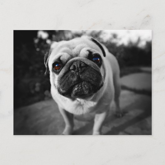 Handsome Pug Briefkaart (Voorkant)