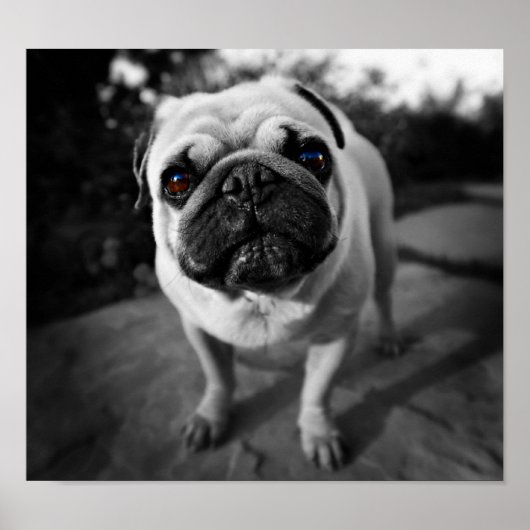Handsome Pug Poster (Voorkant)