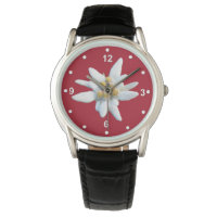 Handsome Red Dail met White Edelweiss Bloom