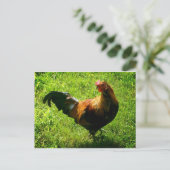 Handsome Rooster Briefkaart (Staand voorkant)