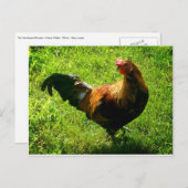 Handsome Rooster Briefkaart (Voorkant / Achterkant)