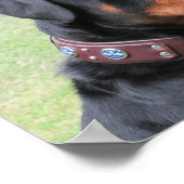 Handsome Rottweiler Poster (Hoek)